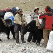 Loading yaks to go to intermediate camp