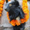 Chung Ta Yak with Marigold Garland