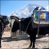 My Barrell on a Yak