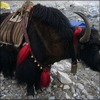 Yak blog photo small