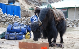 yak doing the step